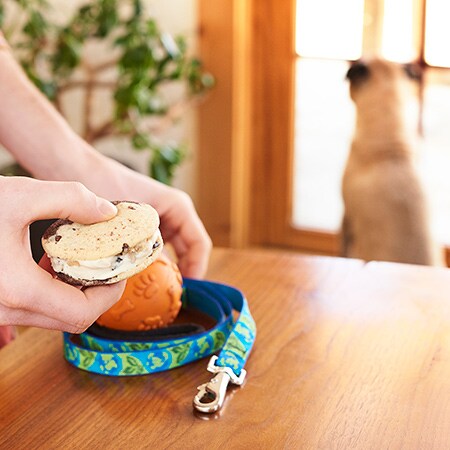 Multitasking with Ben & Jerry's 'Wich - Walk Fido