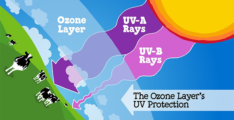ozone-uva-uvb-graphic-779x400.jpg (Print)
