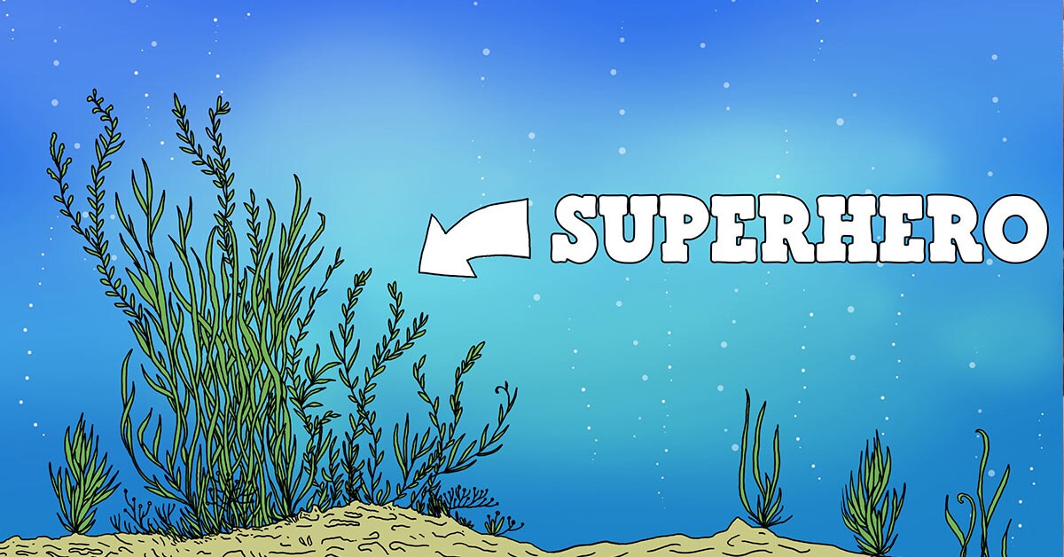 sea_blog.jpg